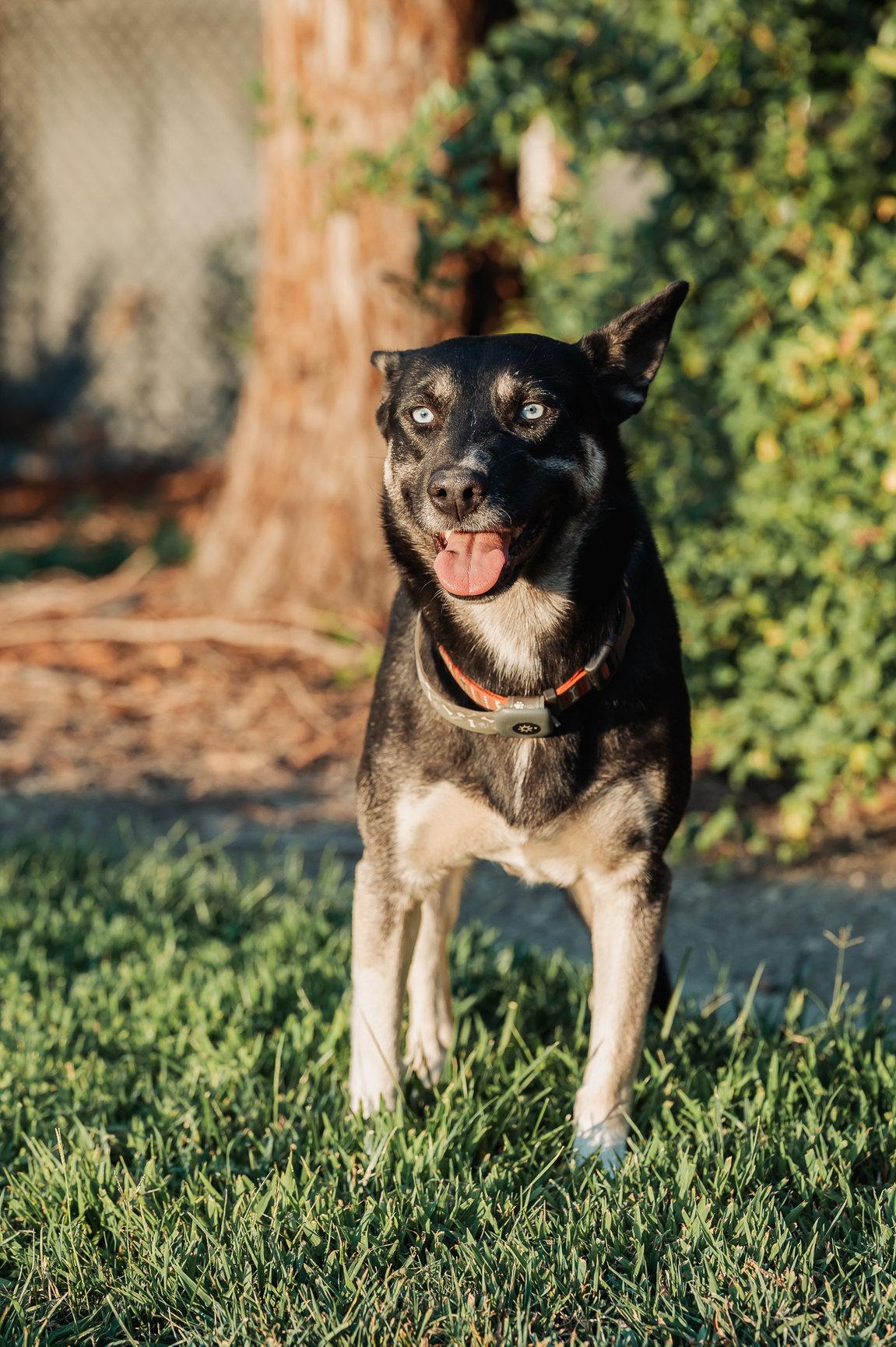 Enlarge Skye, a Adoptable mixed breed in Tracy, CA image 5/6