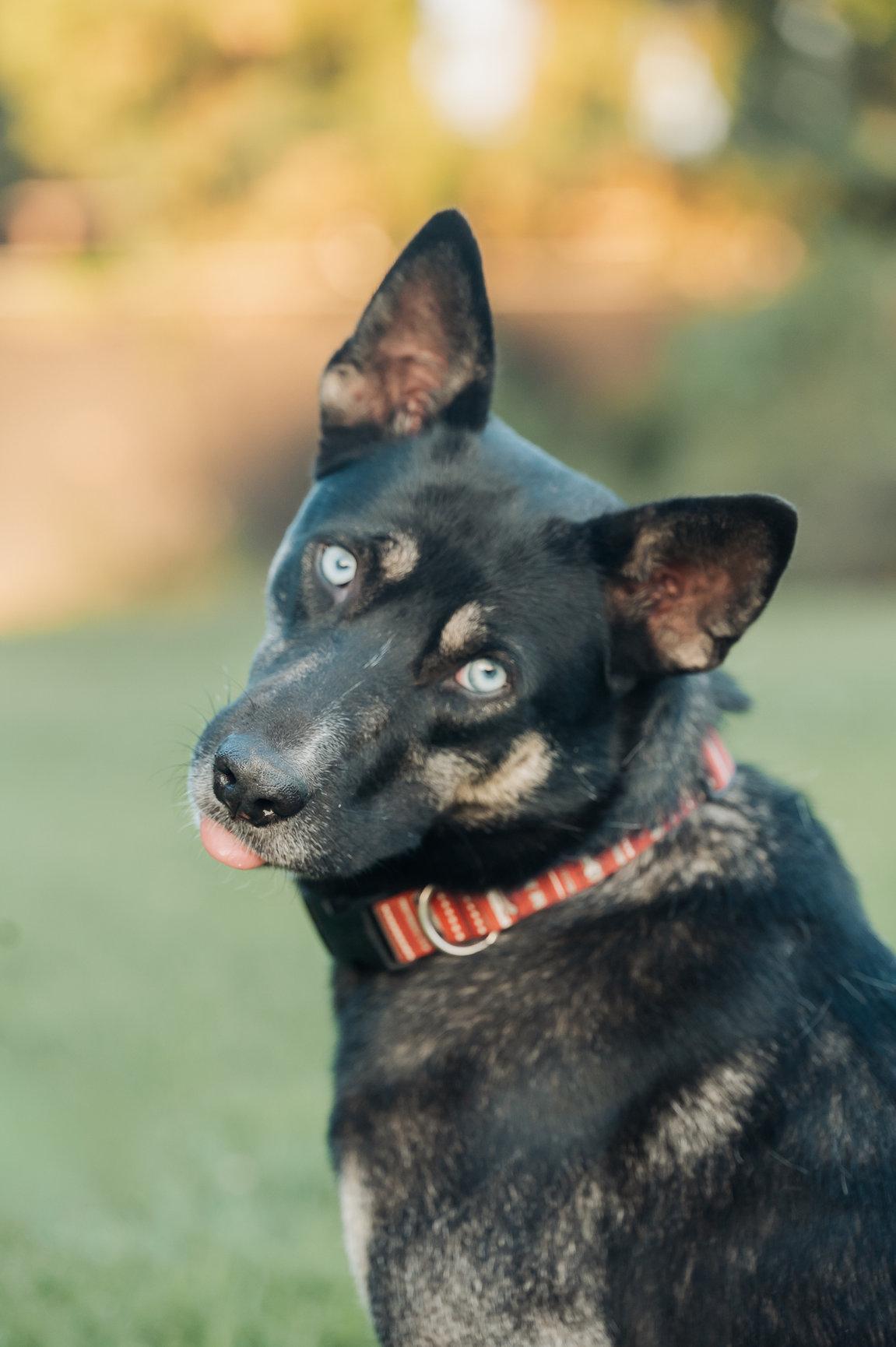 Enlarge Skye, a Adoptable mixed breed in Tracy, CA image 6/6