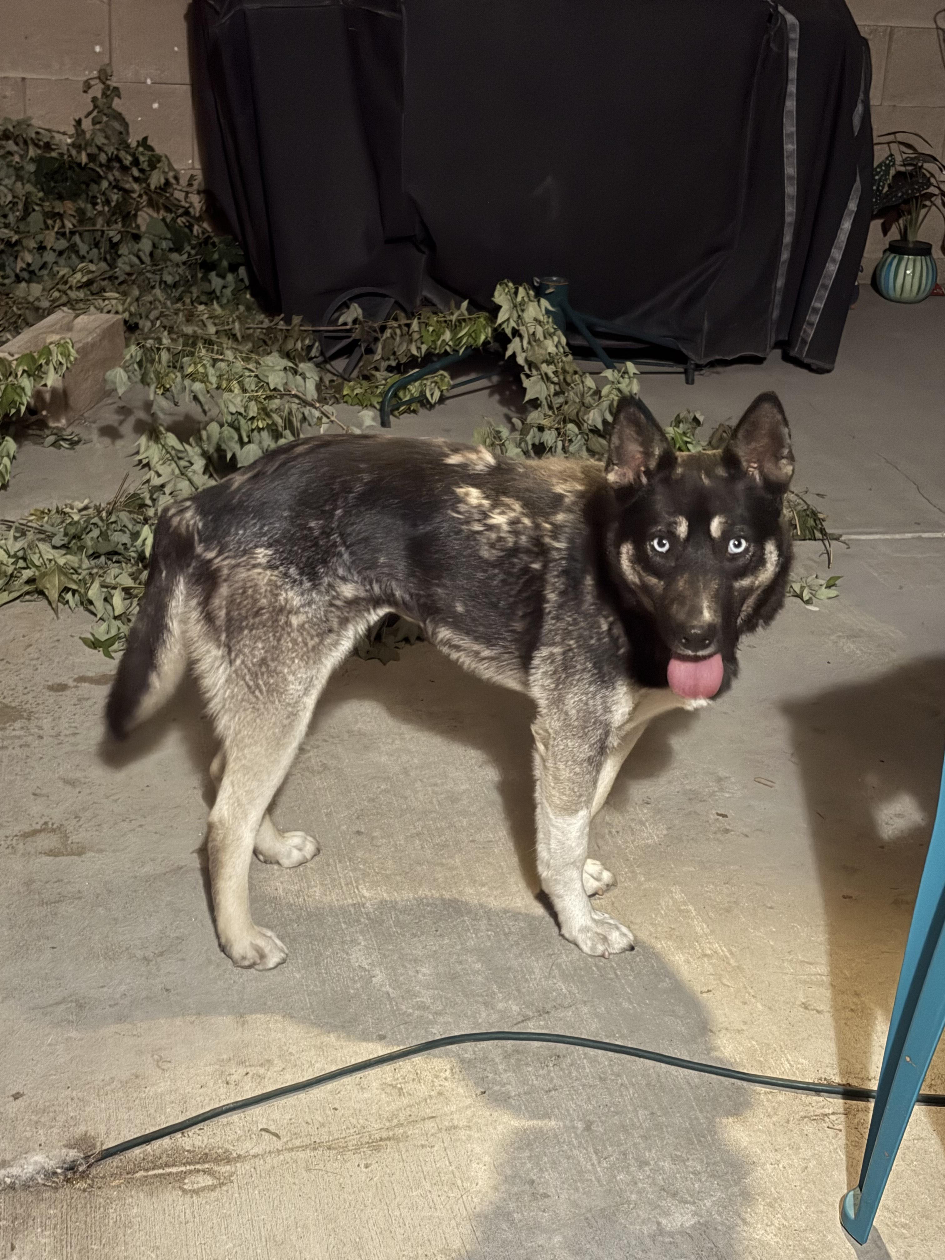 Enlarge Skye, a Adoptable mixed breed in Tracy, CA image 4/6