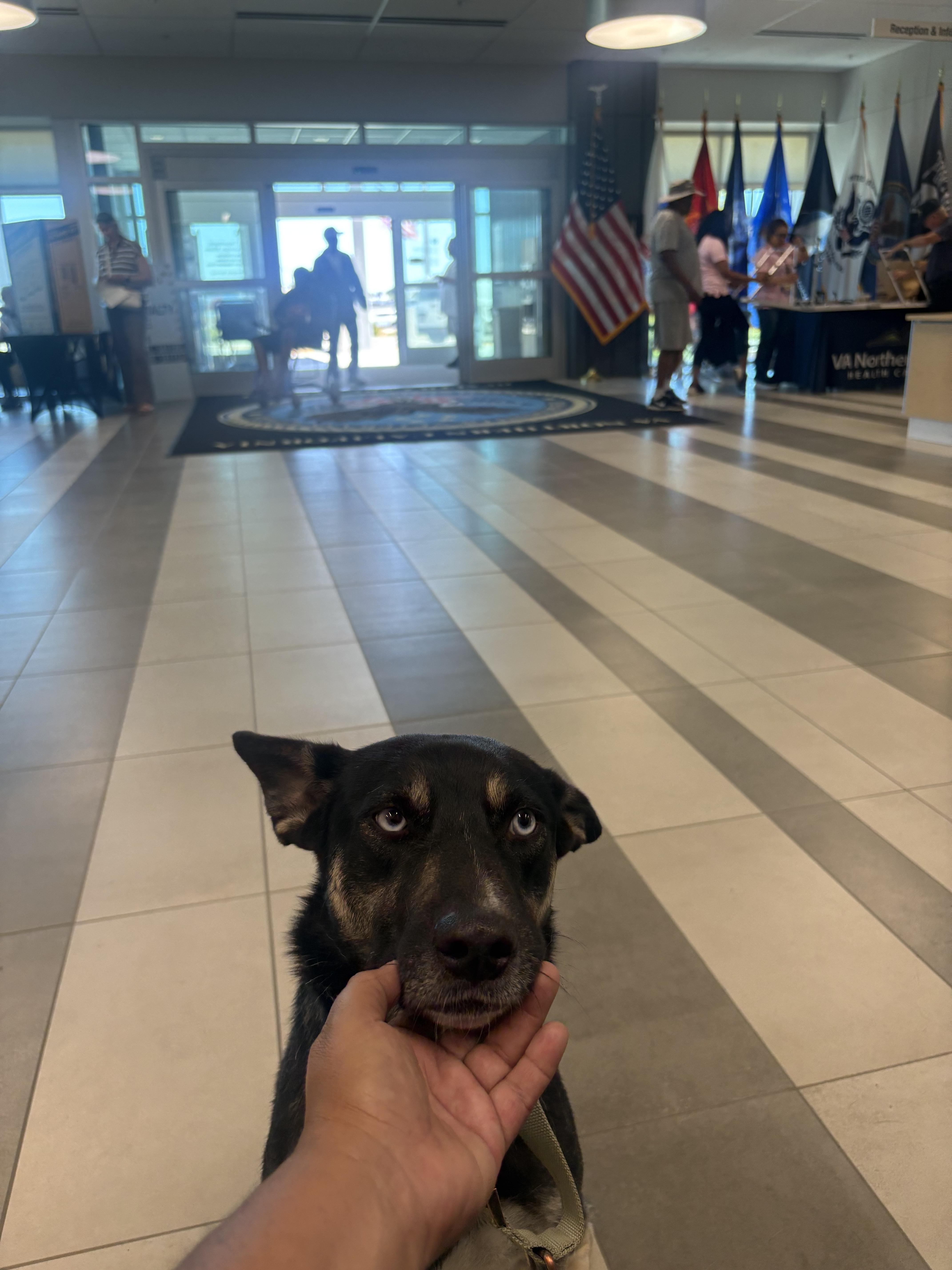 Enlarge Skye, a Adoptable mixed breed in Tracy, CA image 5/6