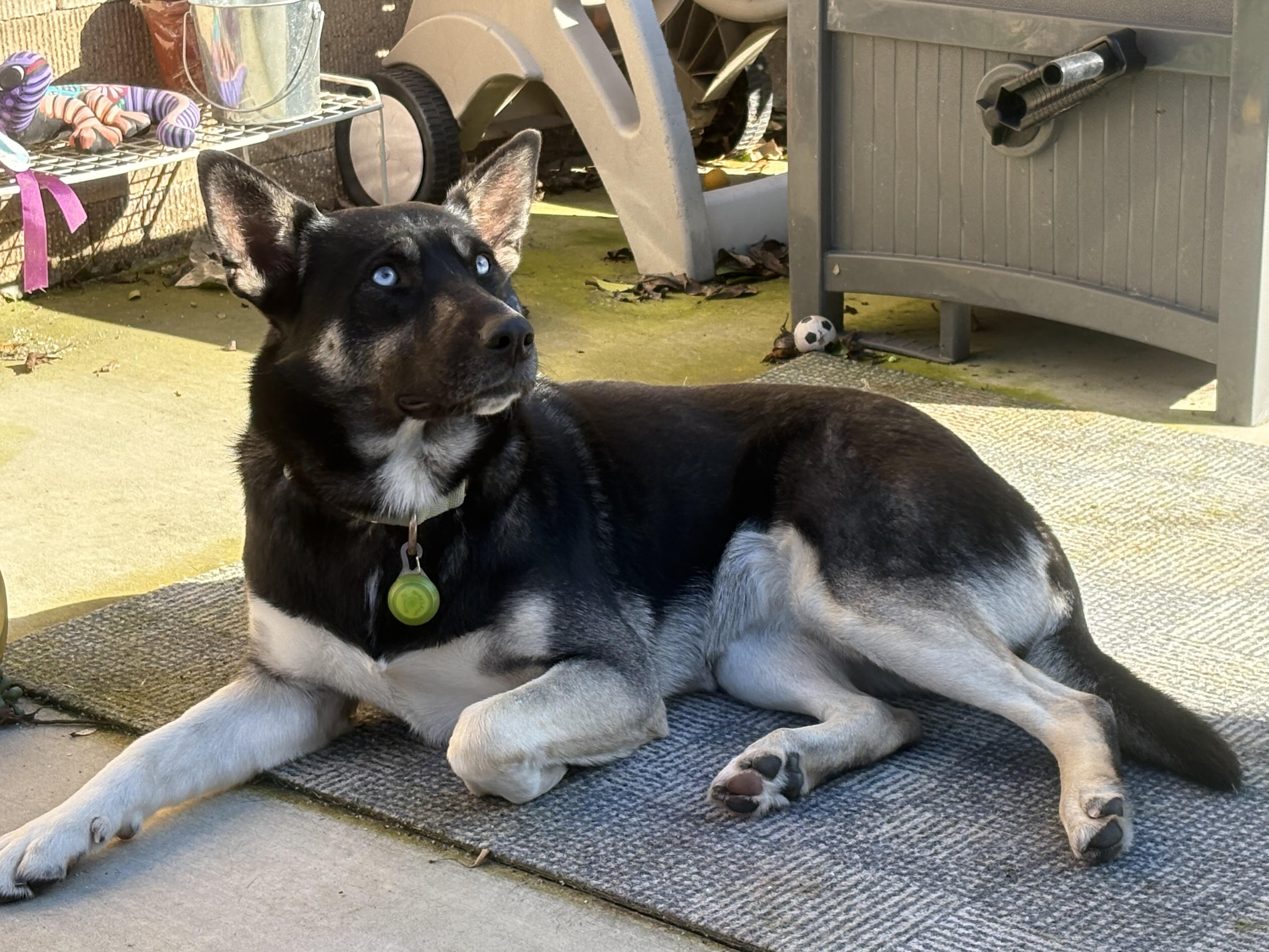 Enlarge Skye, a Adoptable mixed breed in Tracy, CA image 5/6