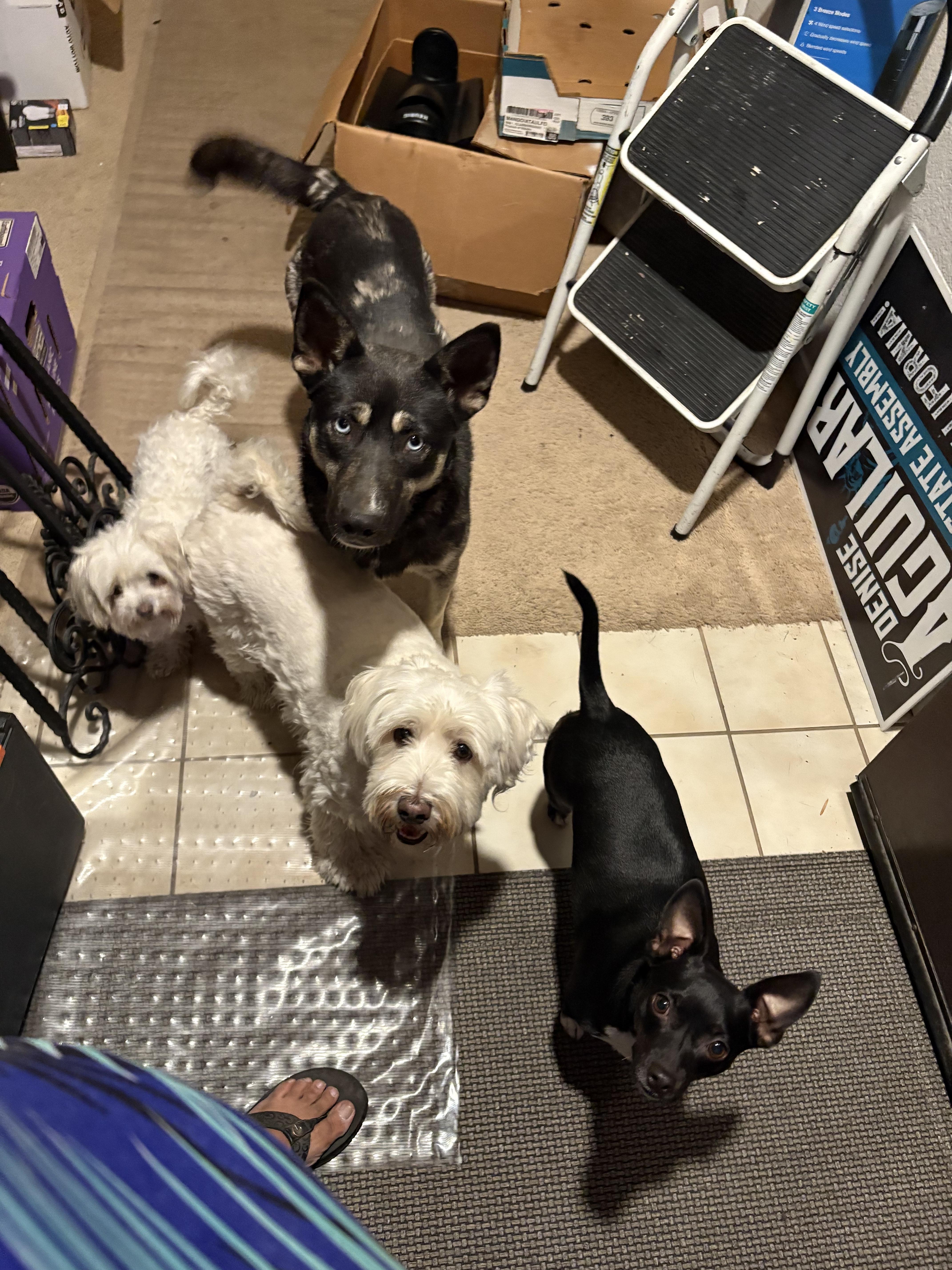 Enlarge Skye, a Adoptable mixed breed in Tracy, CA image 6/6