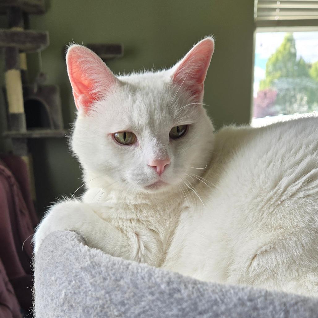 Chaos Anderson, Adoptable, Senior Male Domestic Short Hair.