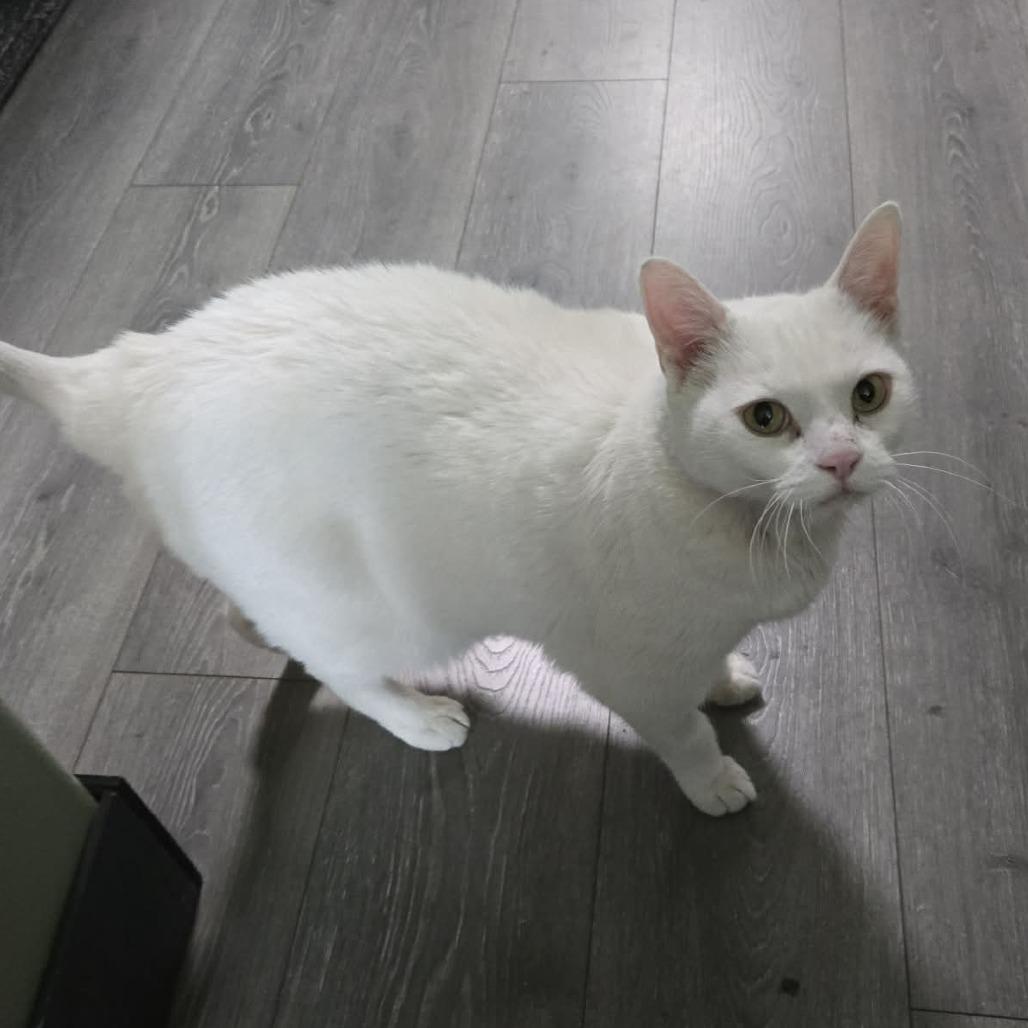 Chaos Anderson, a Adoptable Domestic Short Hair in Eagle Mountain, UT image 2/6