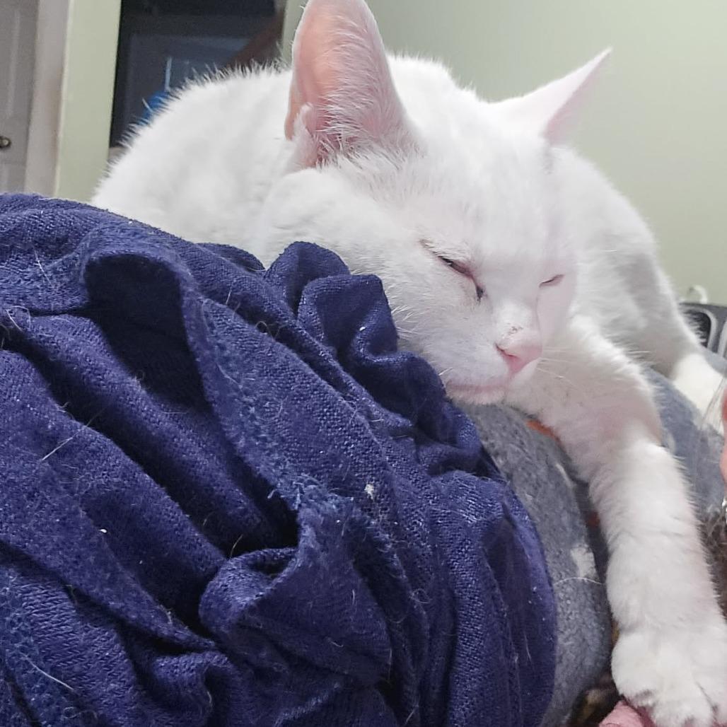 Chaos Anderson, a Adoptable Domestic Short Hair in Eagle Mountain, UT image 3/6