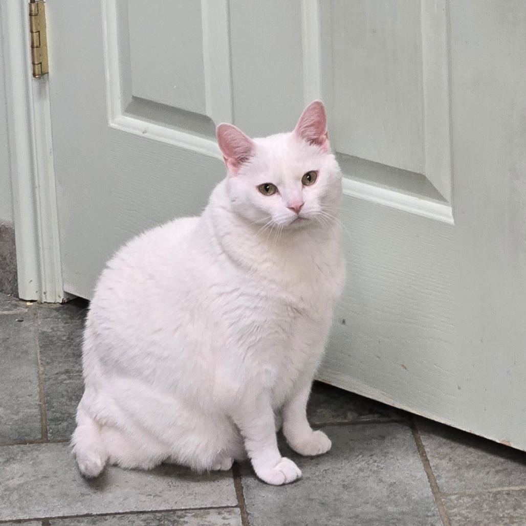 Chaos Anderson, a Adoptable Domestic Short Hair in Eagle Mountain, UT image 4/6