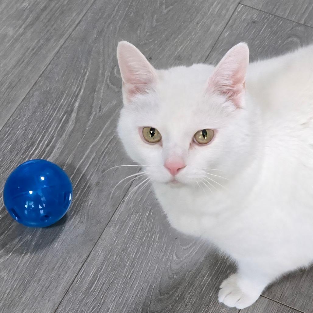 Chaos Anderson, a Adoptable Domestic Short Hair in Eagle Mountain, UT image 5/6
