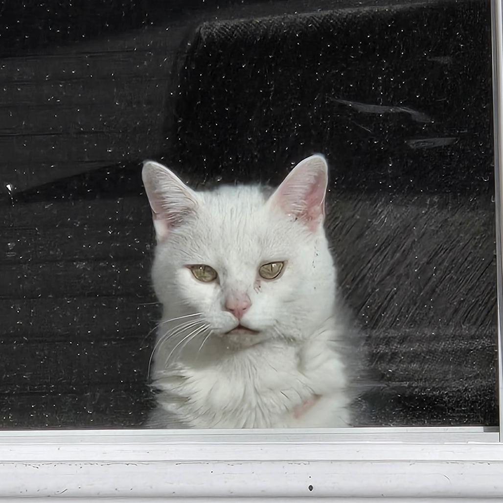 Chaos Anderson, a Adoptable Domestic Short Hair in Eagle Mountain, UT image 6/6