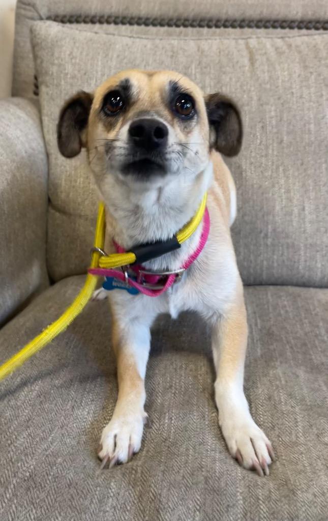 betty, Adoptable, Adult Female Mixed Breed.