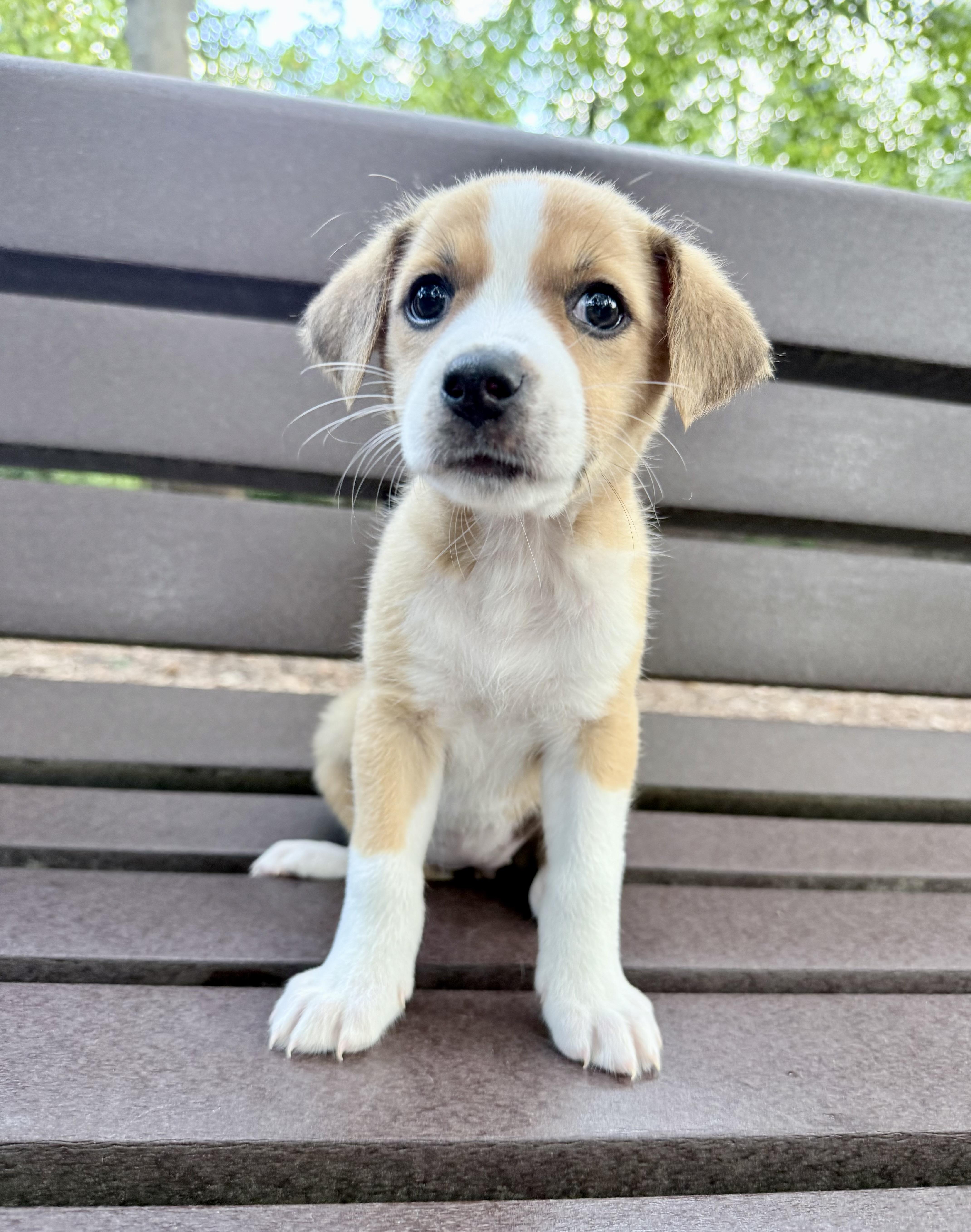 Lucky, ADOPTABLE, Puppy Male Hound.