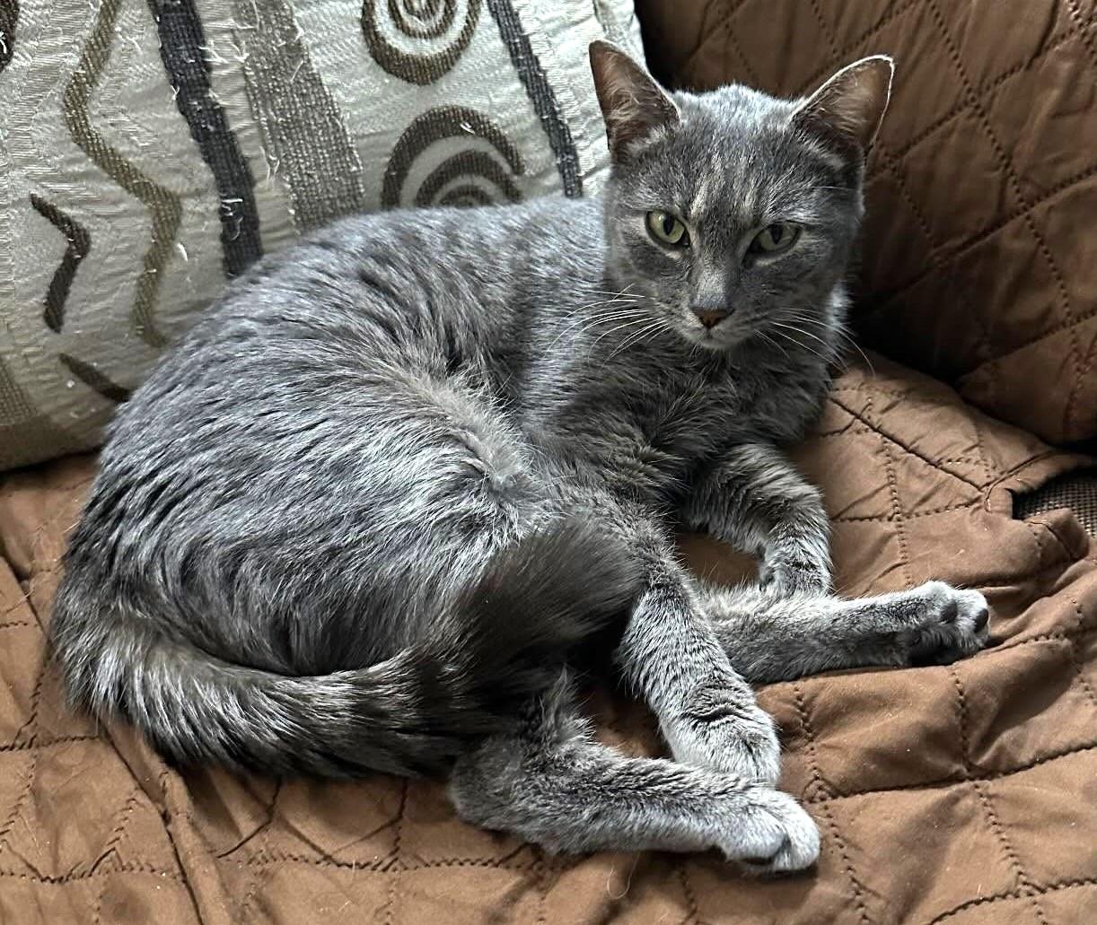 Veronica, adoptable, Young Female Tabby.