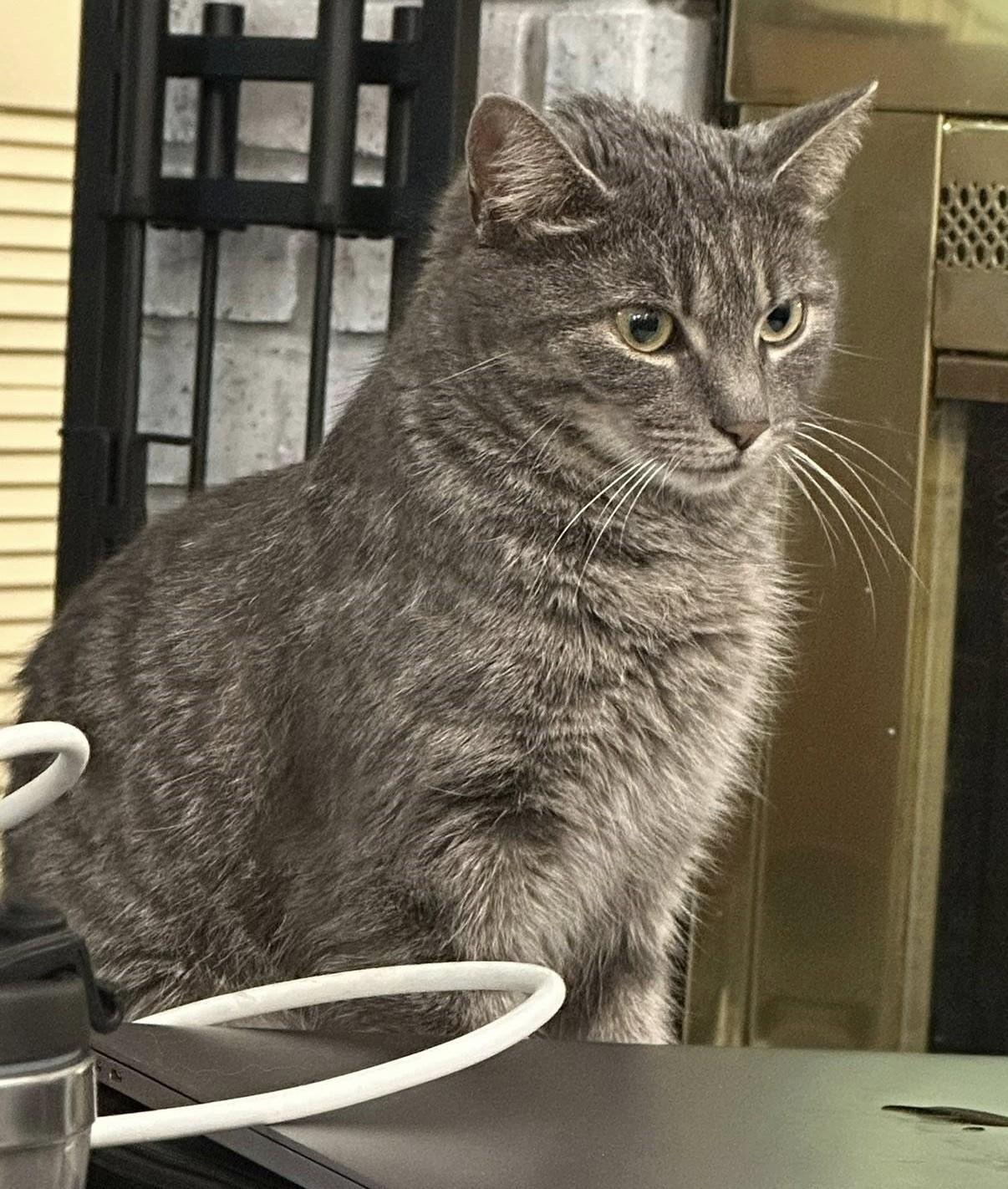 Enlarge Veronica, an adoptable Tabby in Nashville, TN image 4/6