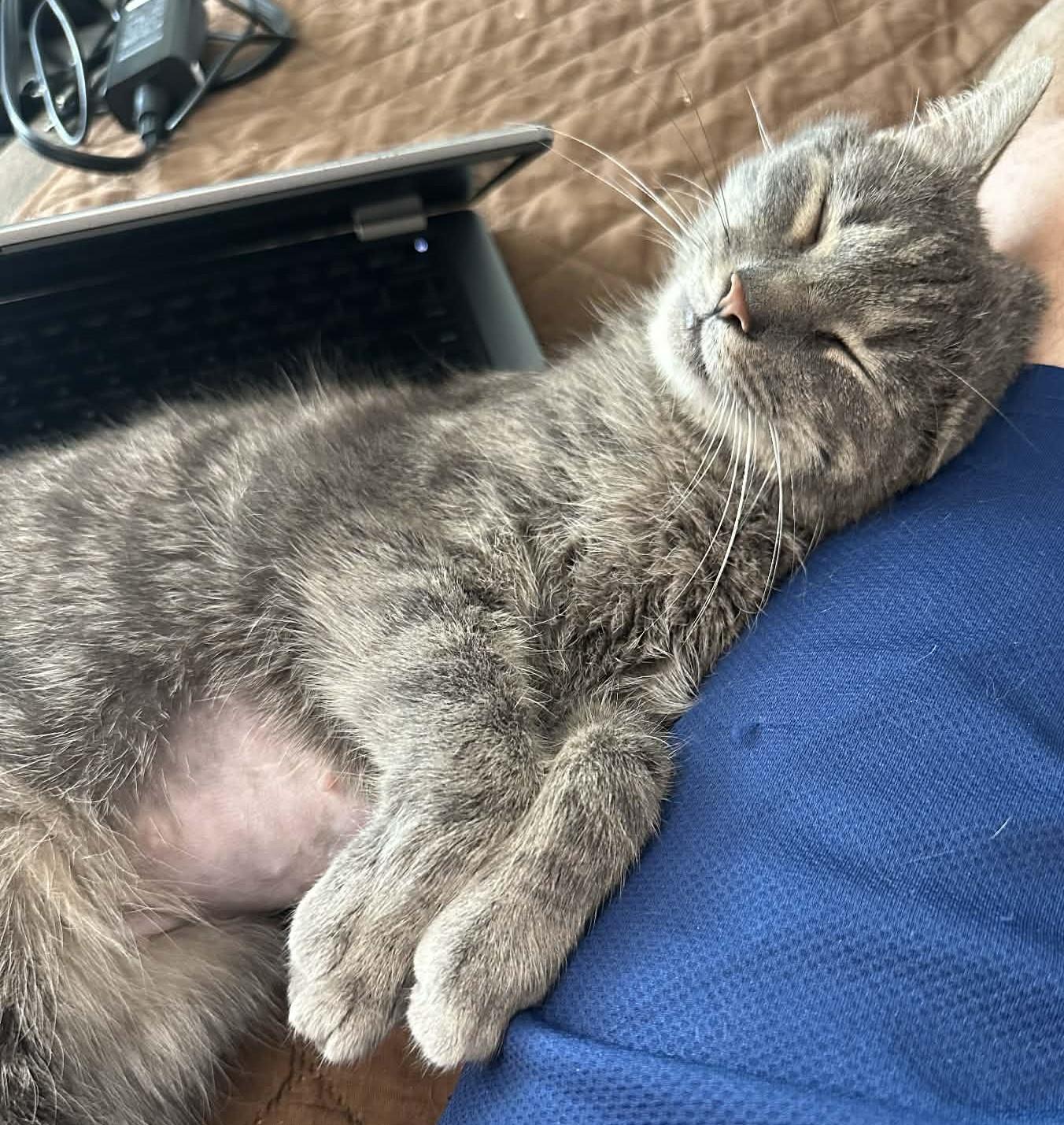 Enlarge Veronica, an adoptable Tabby in Nashville, TN image 3/6