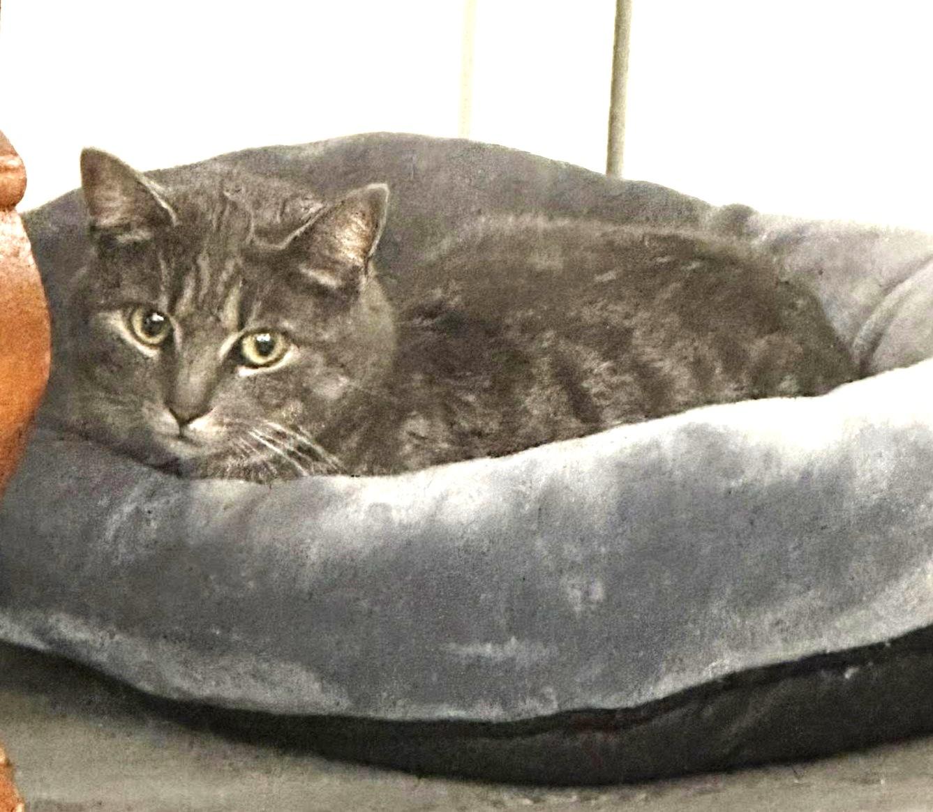 Enlarge Veronica, an adoptable Tabby in Nashville, TN image 6/6