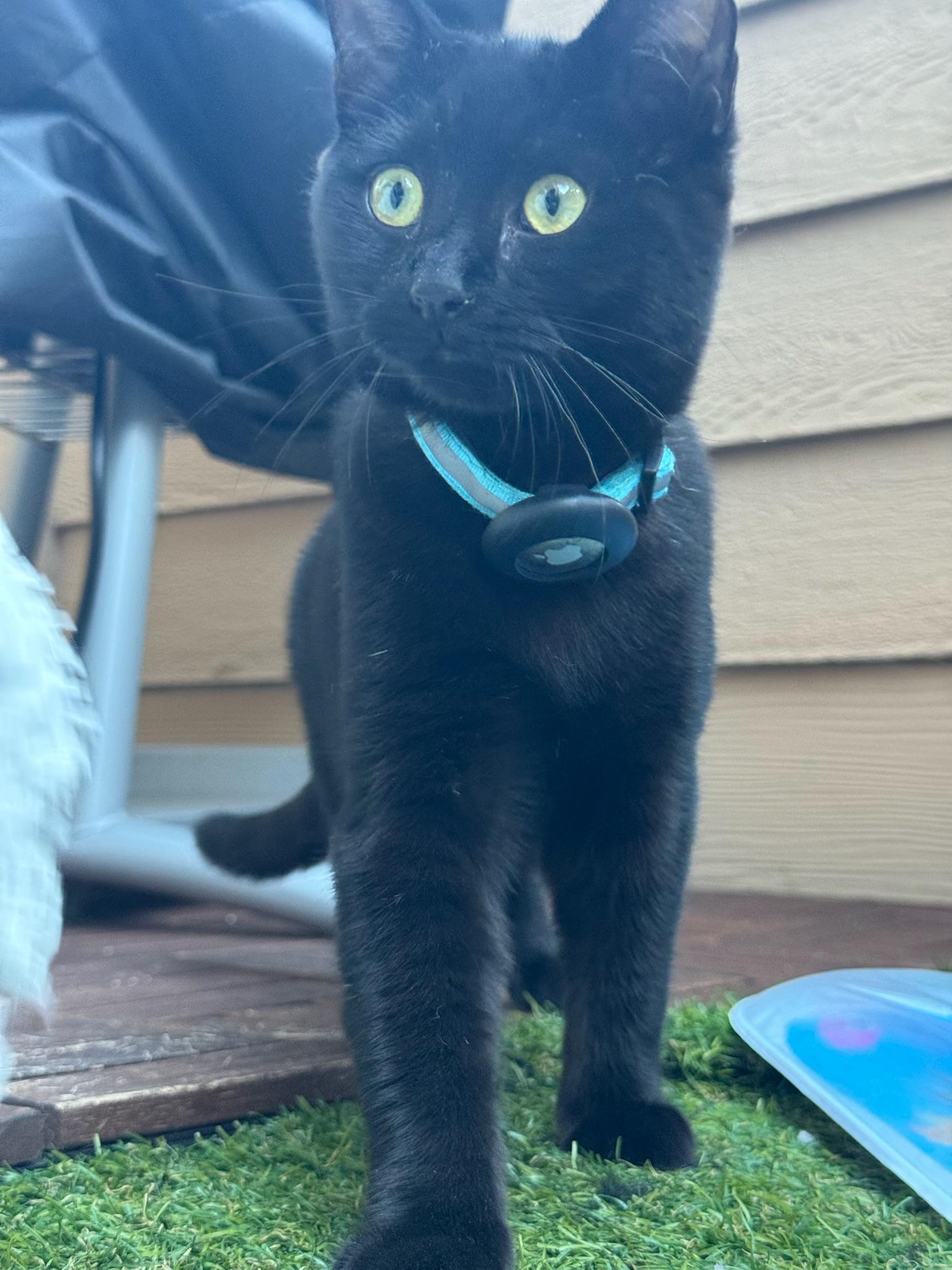 Molly & Dash - bonded kitten pair, a Adoptable Siamese in San Francisco, CA image 5/5