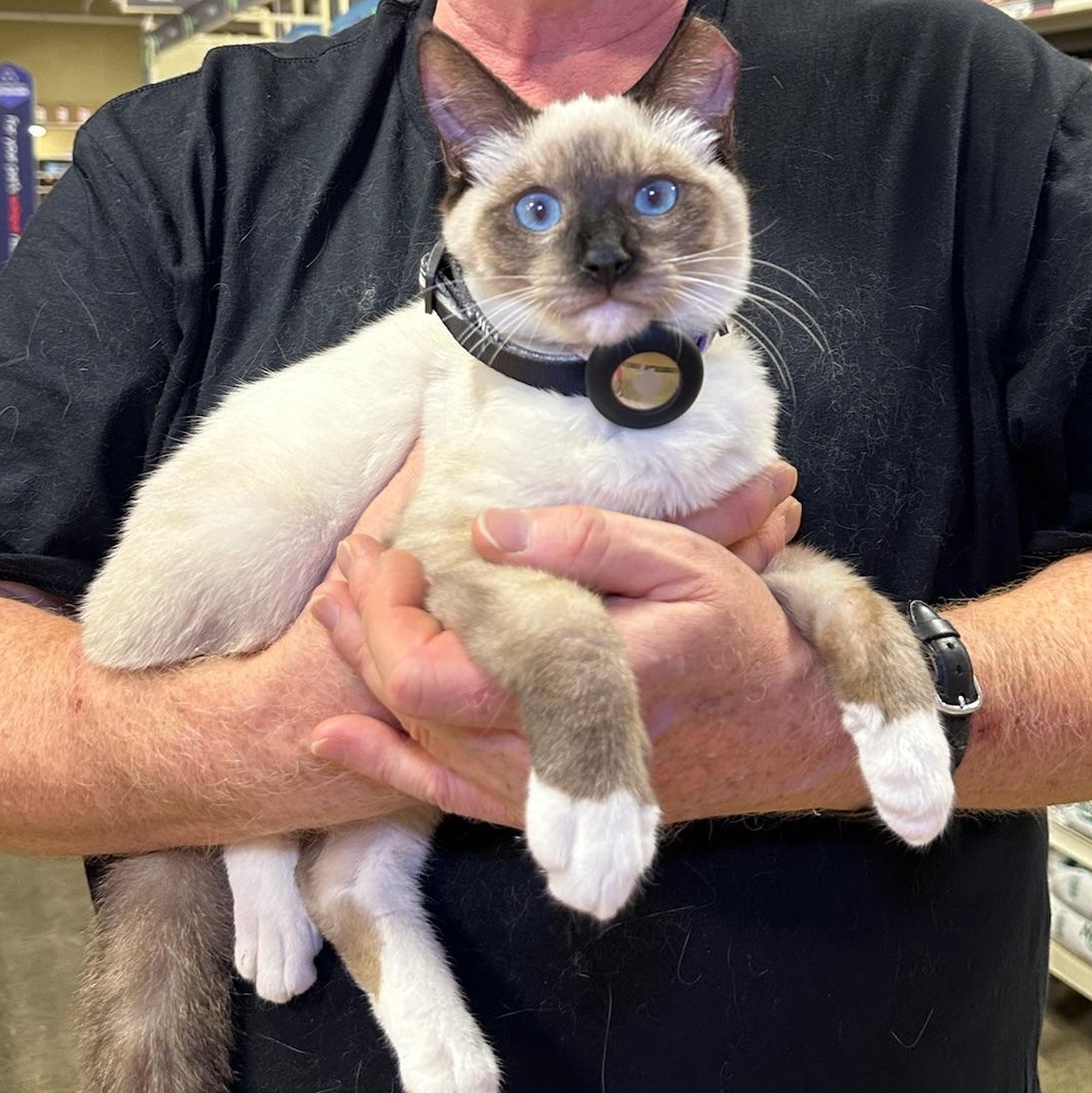 Molly & Dash - bonded kitten pair, a Adoptable Siamese in San Francisco, CA image 2/5