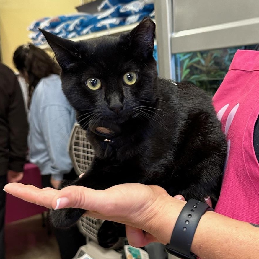 Molly & Dash - bonded kitten pair, a Adoptable Siamese in San Francisco, CA image 3/5