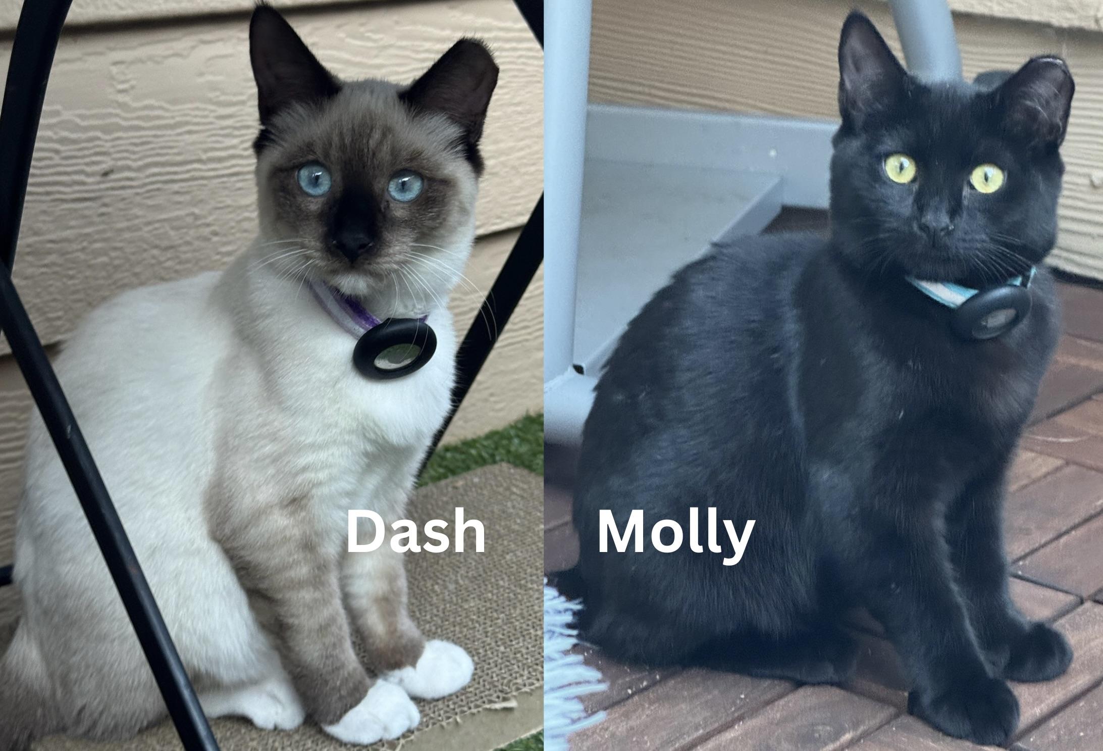 Molly & Dash - bonded kitten pair, Adoptable, Young Male Siamese.