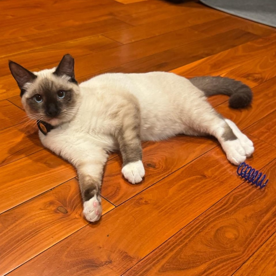 Molly & Dash - bonded kitten pair, a Adoptable Siamese in San Francisco, CA image 4/5