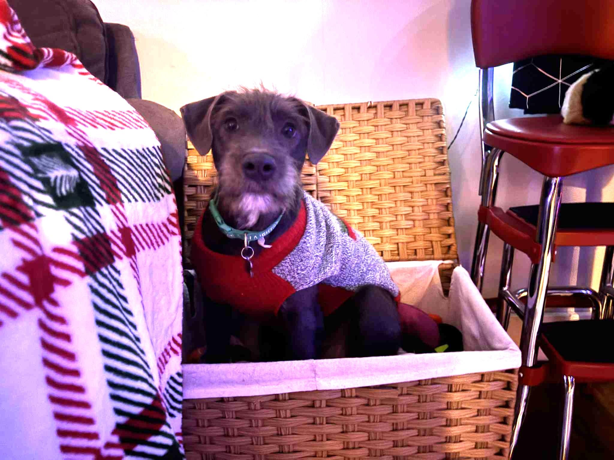 Enlarge Bob, a ADOPTABLE mixed breed in Calgary, AB image 2/6