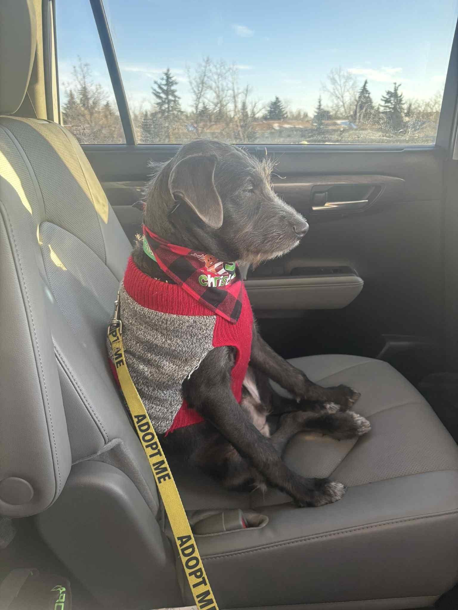 Bob, ADOPTABLE, Puppy Male Terrier.