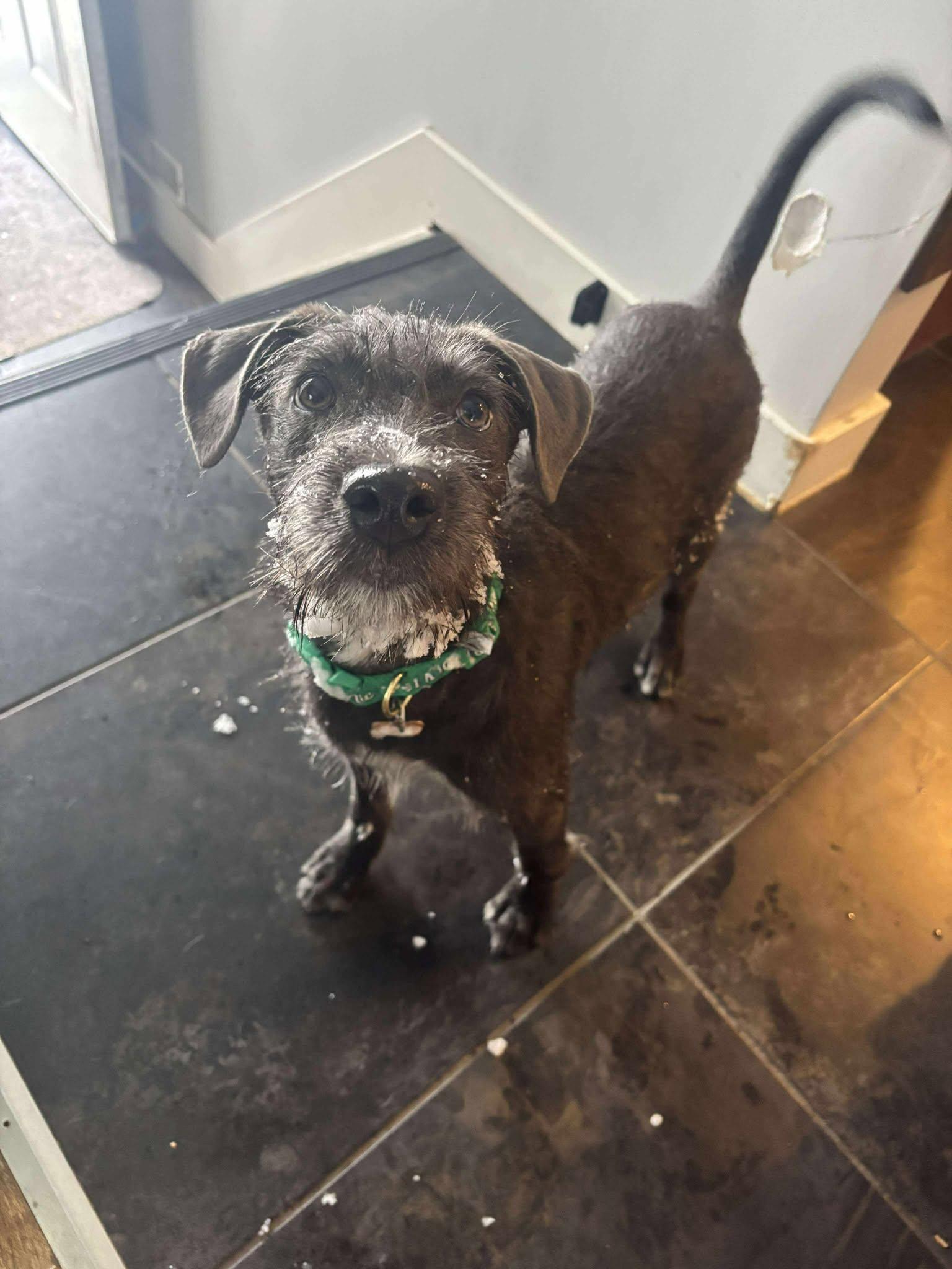 Enlarge Bob, a ADOPTABLE mixed breed in Calgary, AB image 6/6