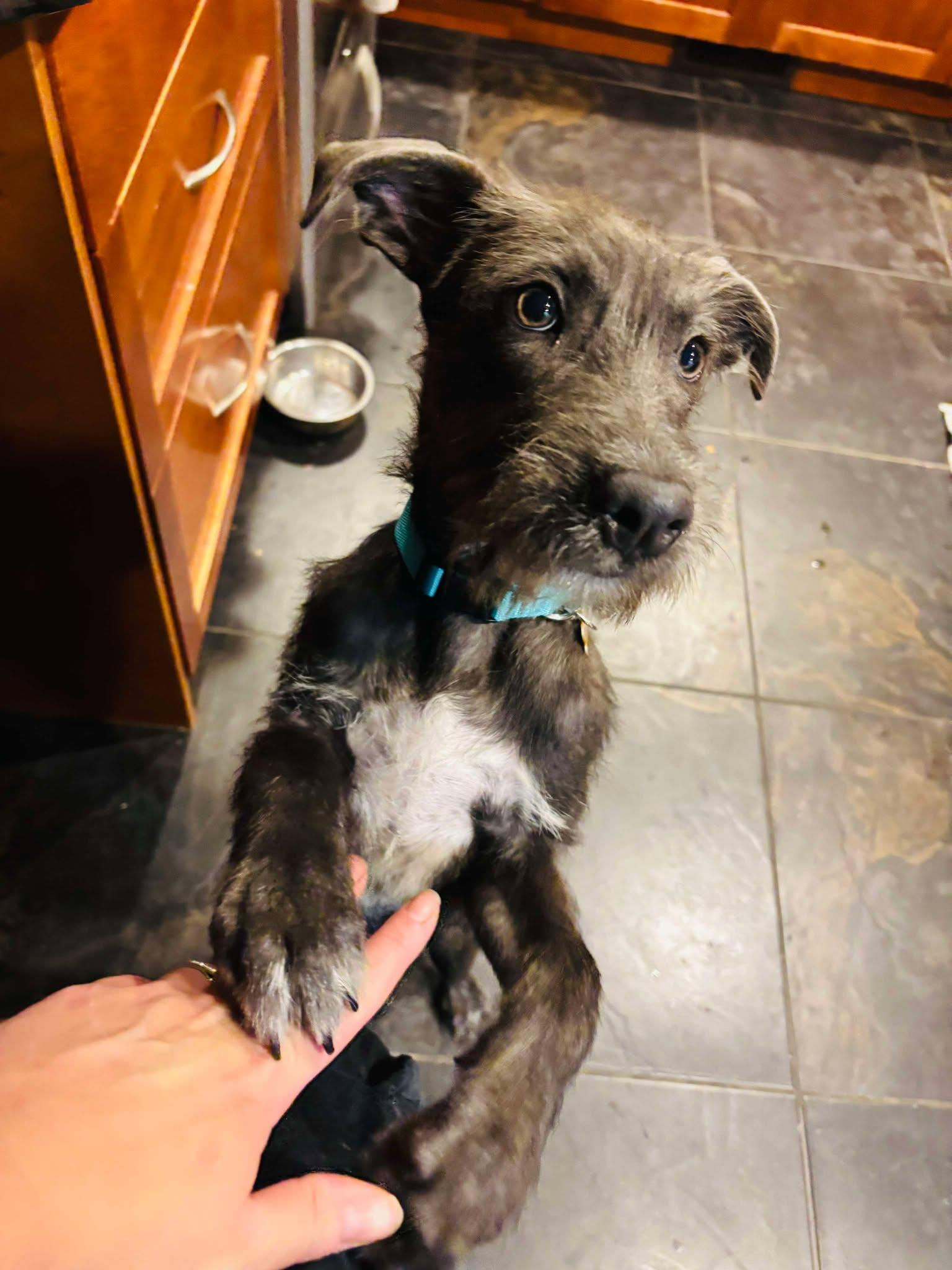 Enlarge Bob, a ADOPTABLE mixed breed in Calgary, AB image 3/6