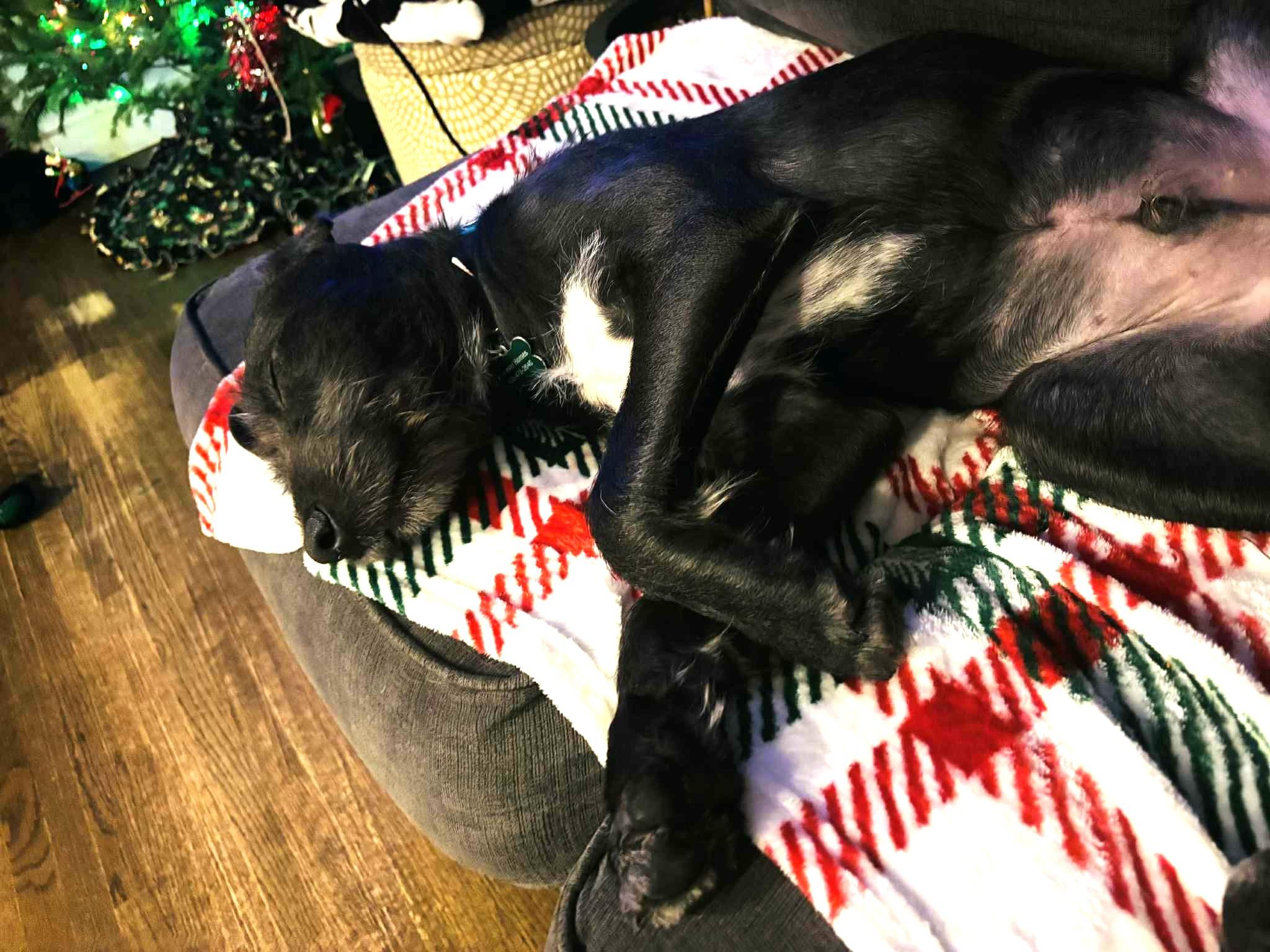 Enlarge Bob, a ADOPTABLE mixed breed in Calgary, AB image 4/6