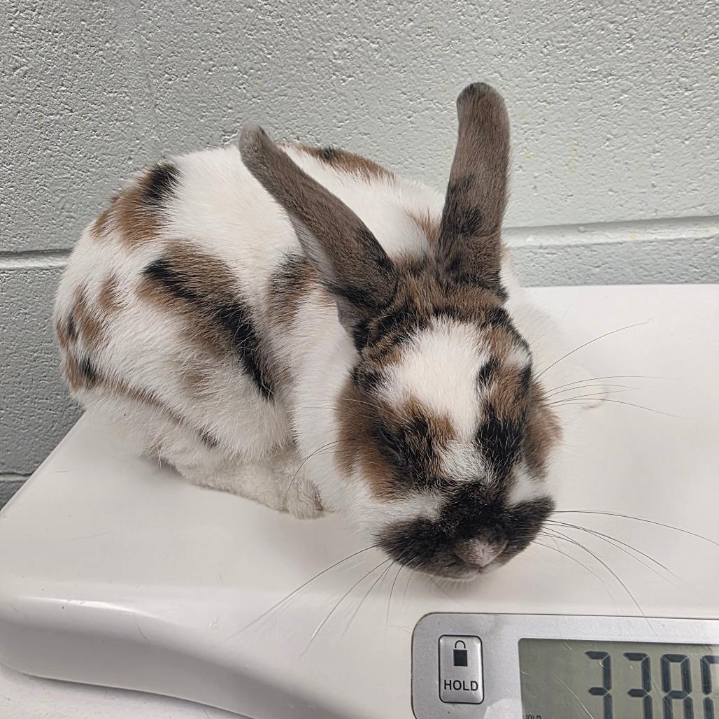 Nettle, Adoptable, Adult Female American.