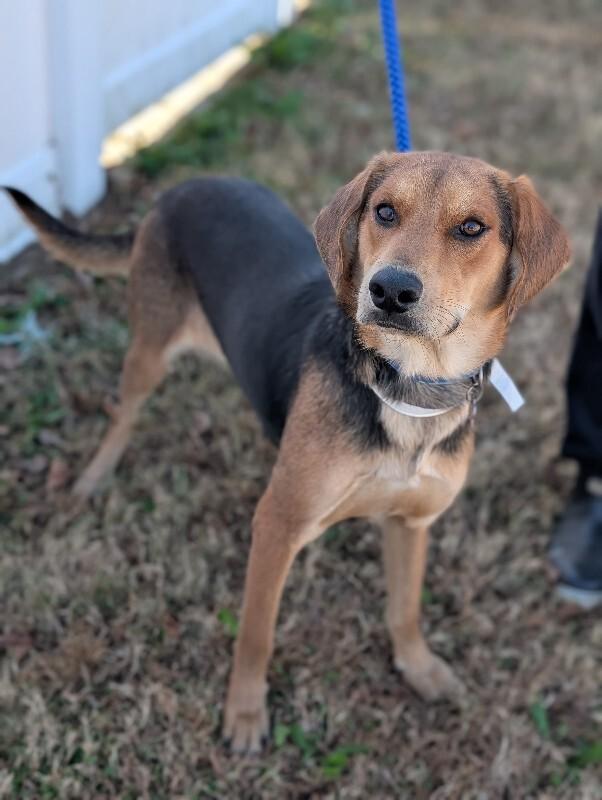 Fred, Adoptable, Adult Male Beagle & Hound.