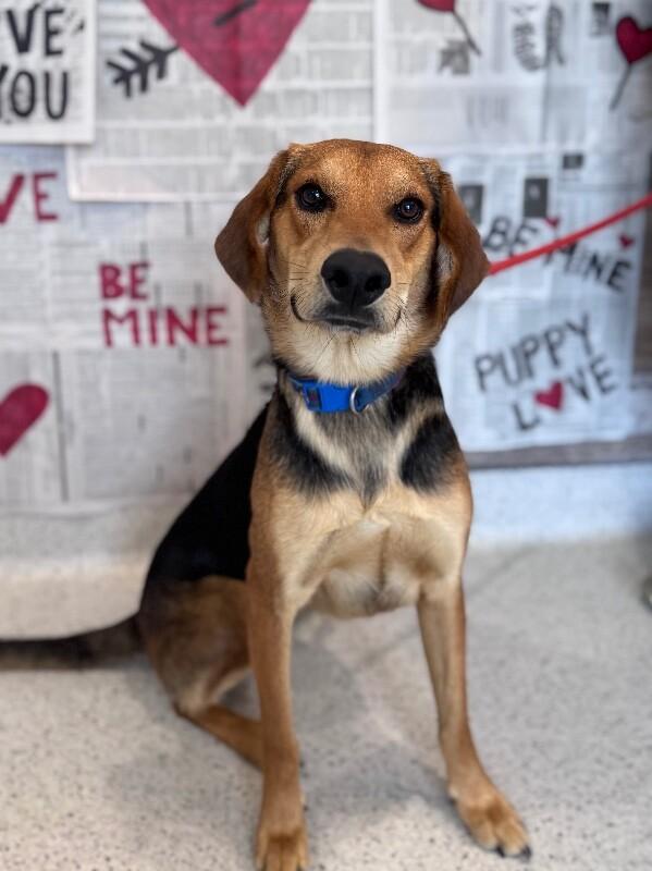 Enlarge Fred, a Adoptable mixed breed in Berkeley Heights, NJ image 2/6