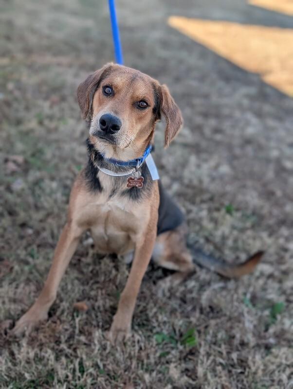 Enlarge Fred, a Adoptable mixed breed in Berkeley Heights, NJ image 3/6
