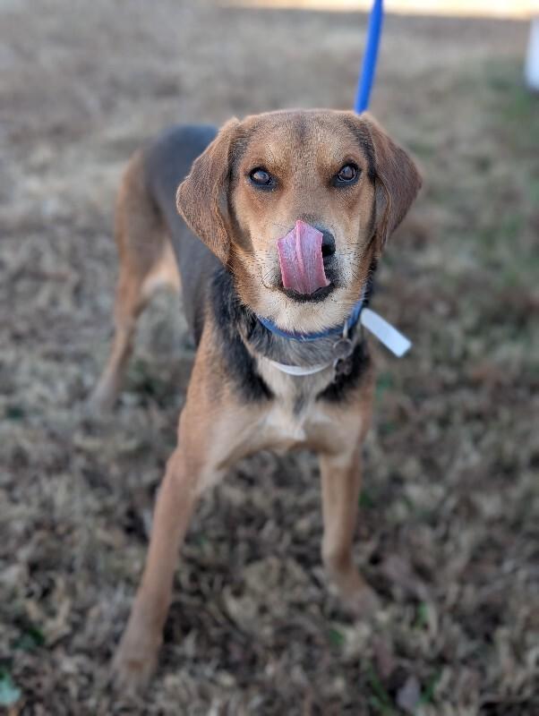 Enlarge Fred, a Adoptable mixed breed in Berkeley Heights, NJ image 4/6