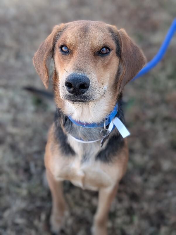 Enlarge Fred, a Adoptable mixed breed in Berkeley Heights, NJ image 5/6