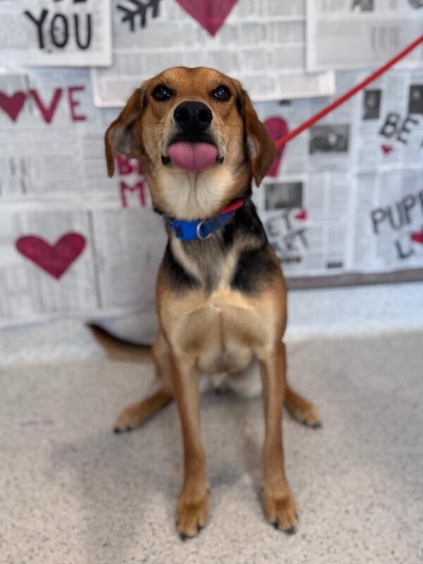 Enlarge Fred, a Adoptable mixed breed in Berkeley Heights, NJ image 6/6