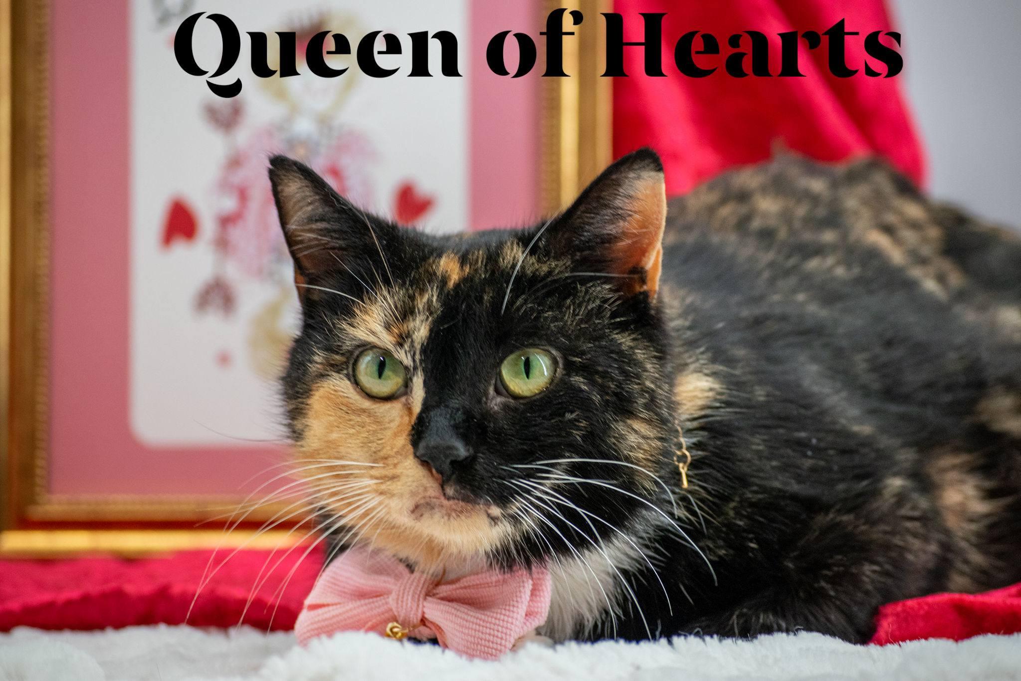Queen of Hearts, ADOPTABLE, Adult Female Domestic Short Hair.