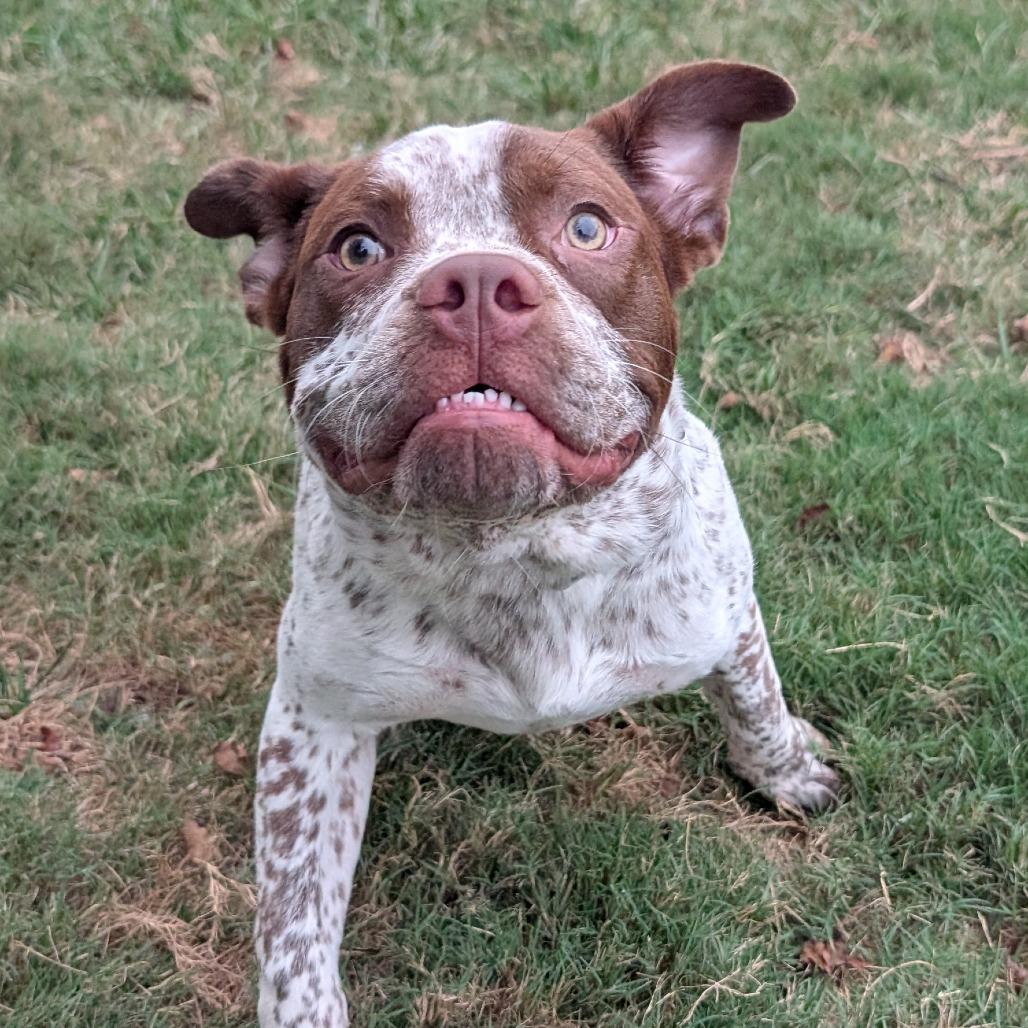 Enlarge Romeo, a Adoptable mixed breed in Durham, NC image 1/4