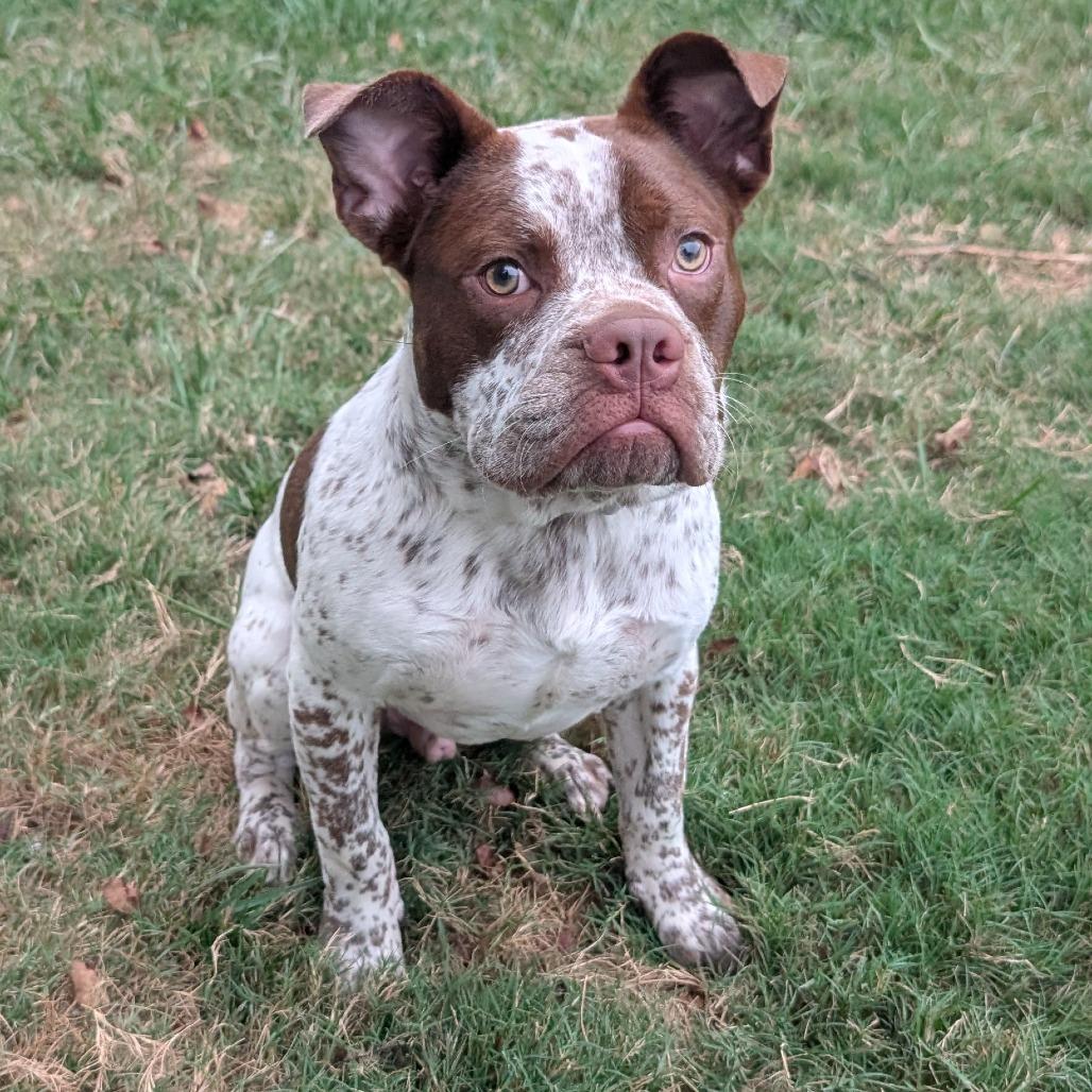 Enlarge Romeo, a Adoptable mixed breed in Durham, NC image 2/4