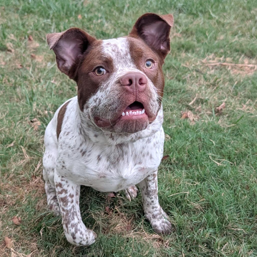 Enlarge Romeo, a Adoptable mixed breed in Durham, NC image 3/4