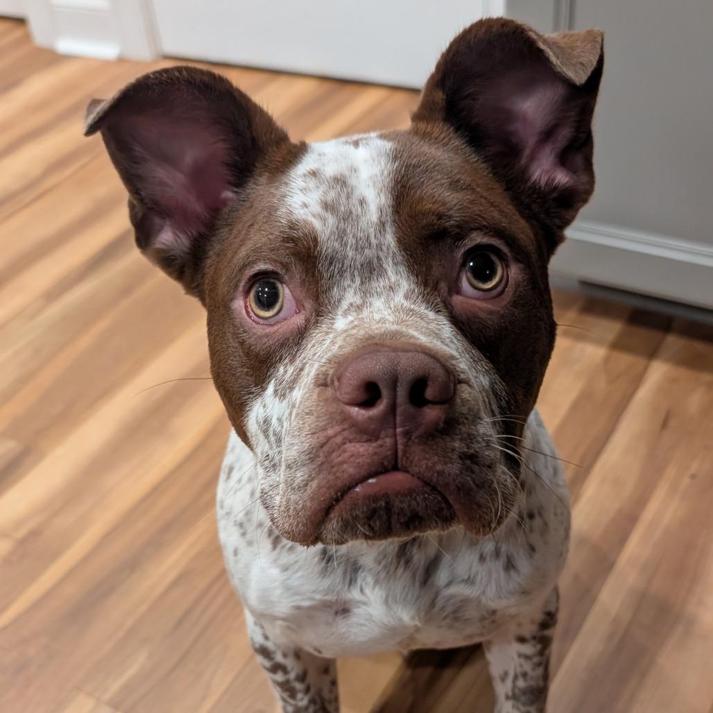 Enlarge Romeo, a Adoptable mixed breed in Durham, NC image 4/4