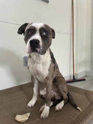 Enlarge Batty, a Adoptable mixed breed in South Bend, IN image 2/3