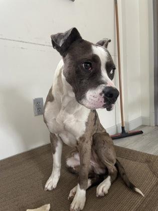 Enlarge Batty, a Adoptable mixed breed in South Bend, IN image 2/3