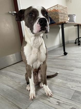 Enlarge Batty, a Adoptable mixed breed in South Bend, IN image 5/5