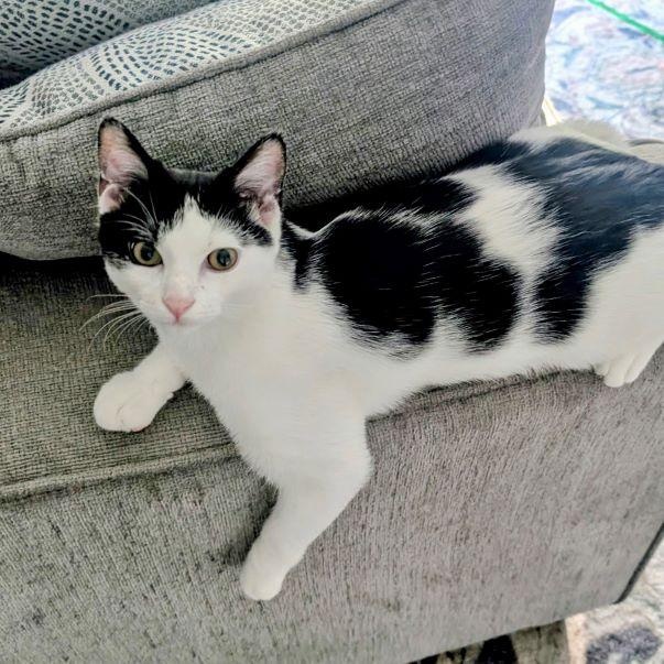 Patch Adams, Adoptable, Kitten Male Domestic Short Hair.