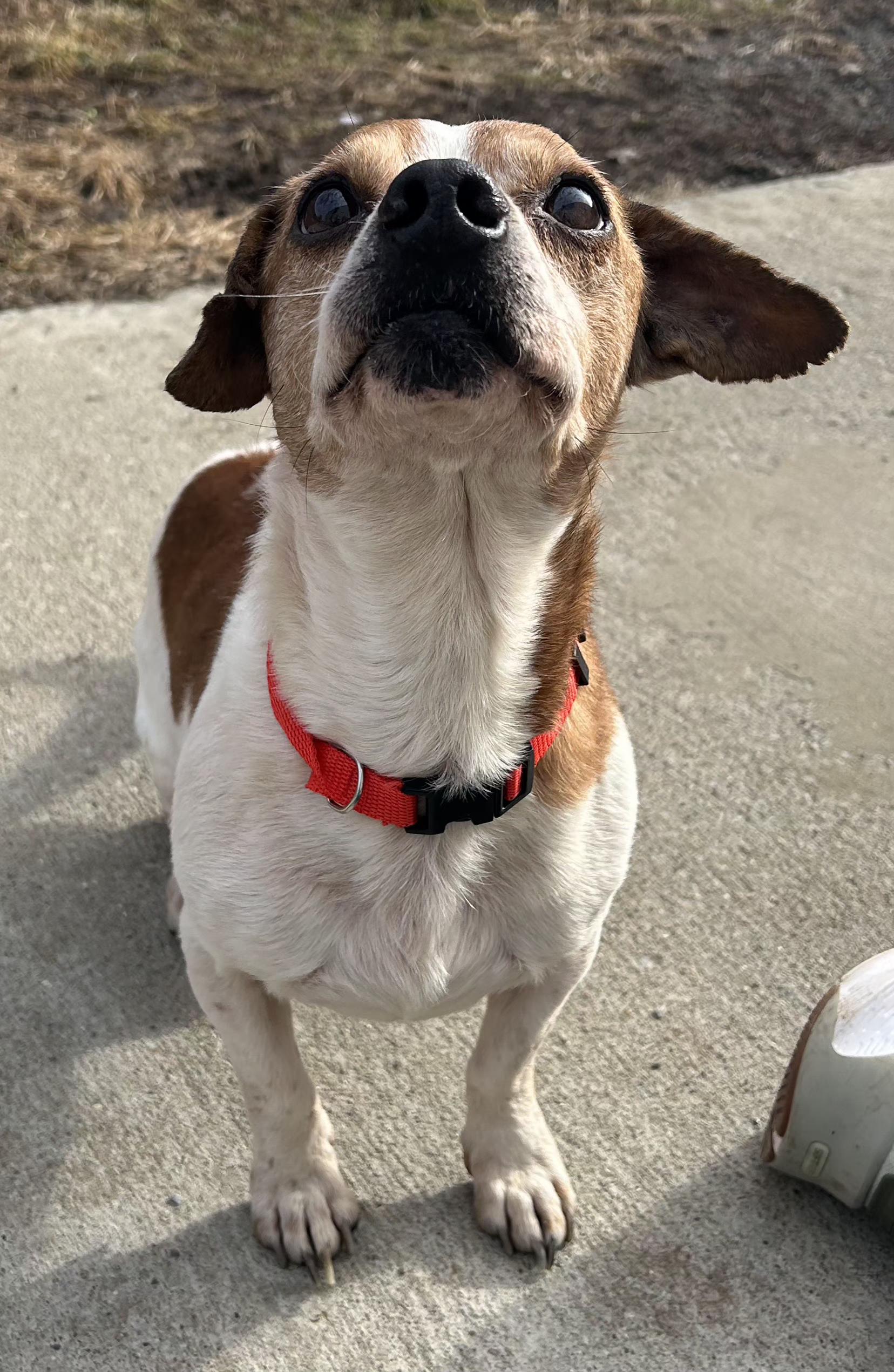 Enlarge Jagger, a ADOPTABLE mixed breed in Lexington, KY image 2/2