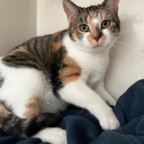 Enlarge Aurora, a Adopted mixed breed in Trenton, MO image 1/1