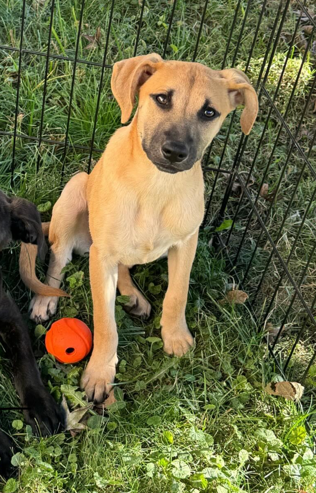 Dog for adoption Pandora, a Labrador Retriever Mix in Wallington, NJ