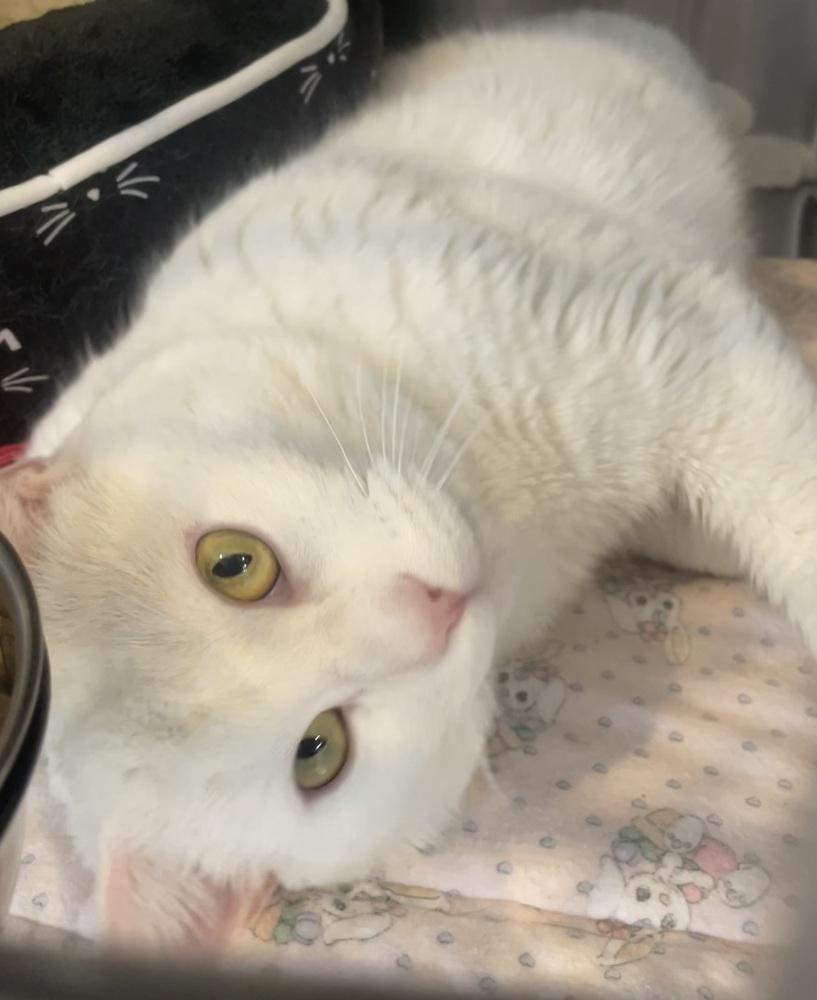SNOW, Adoptable, Adult Male Domestic Short Hair.