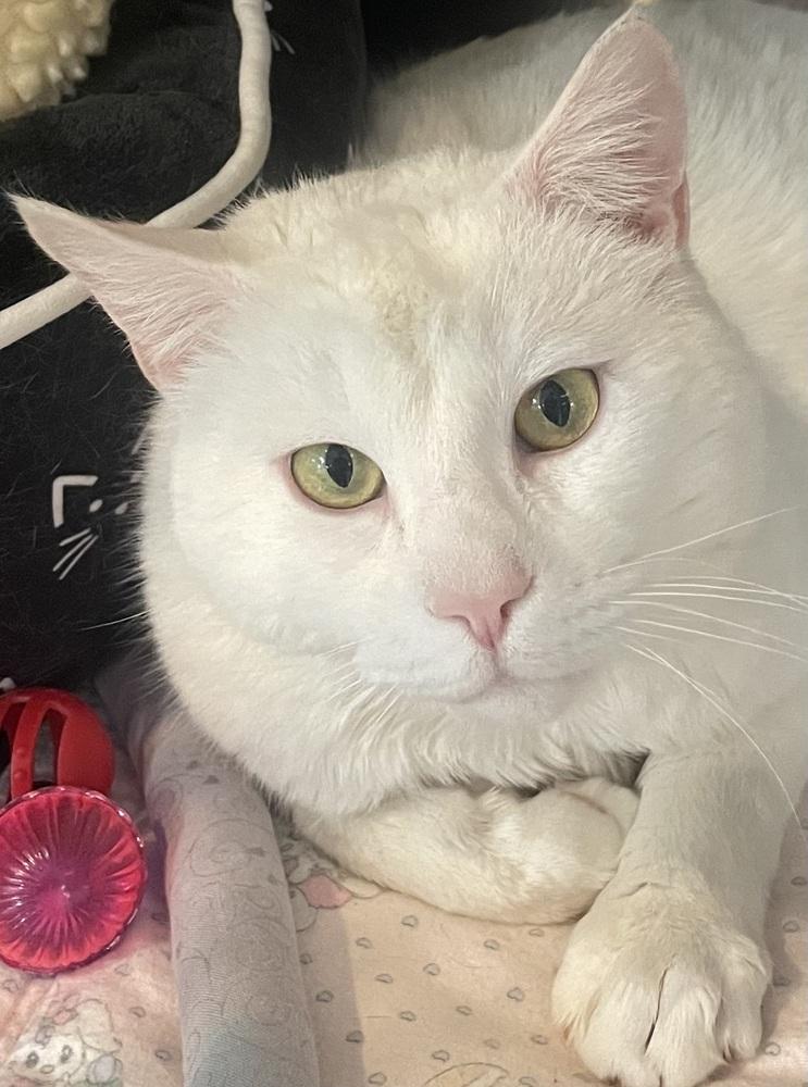 Enlarge SNOW, a Adoptable mixed breed in Southbury, CT image 2/4