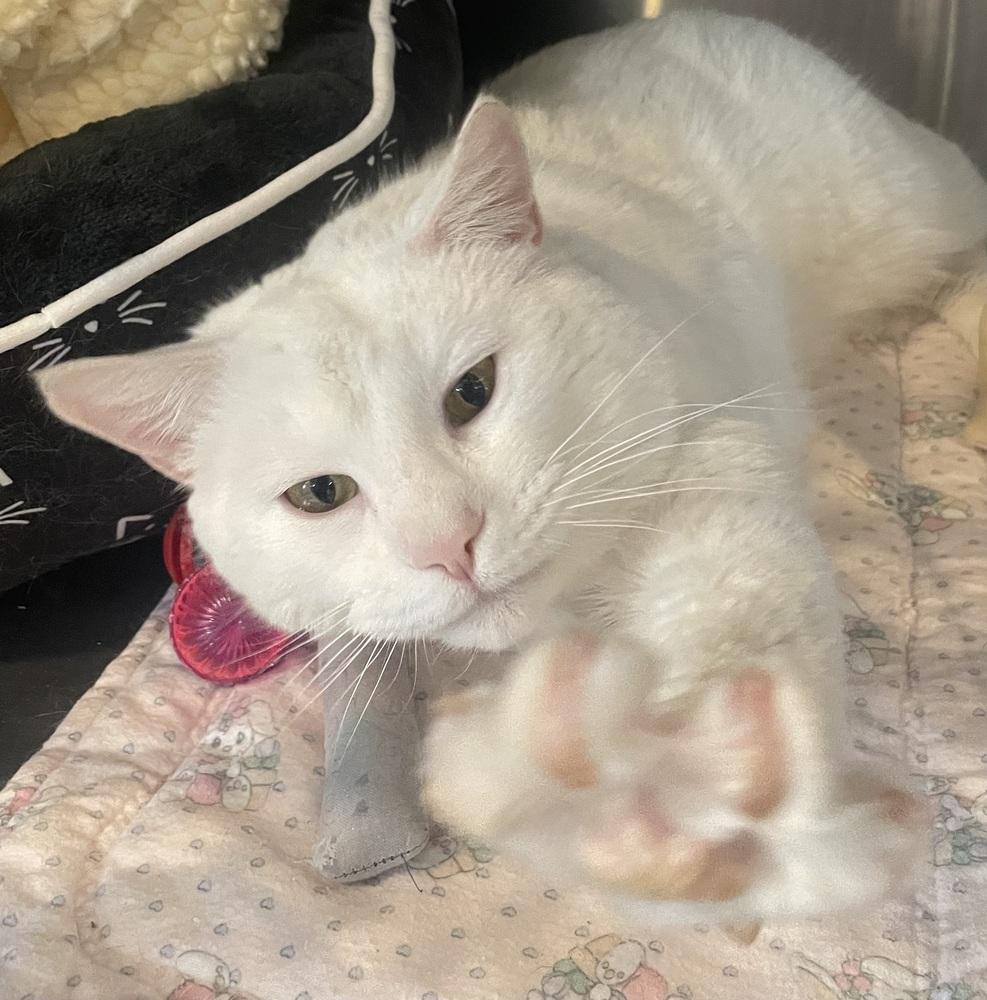 Enlarge SNOW, a Adoptable mixed breed in Southbury, CT image 3/4